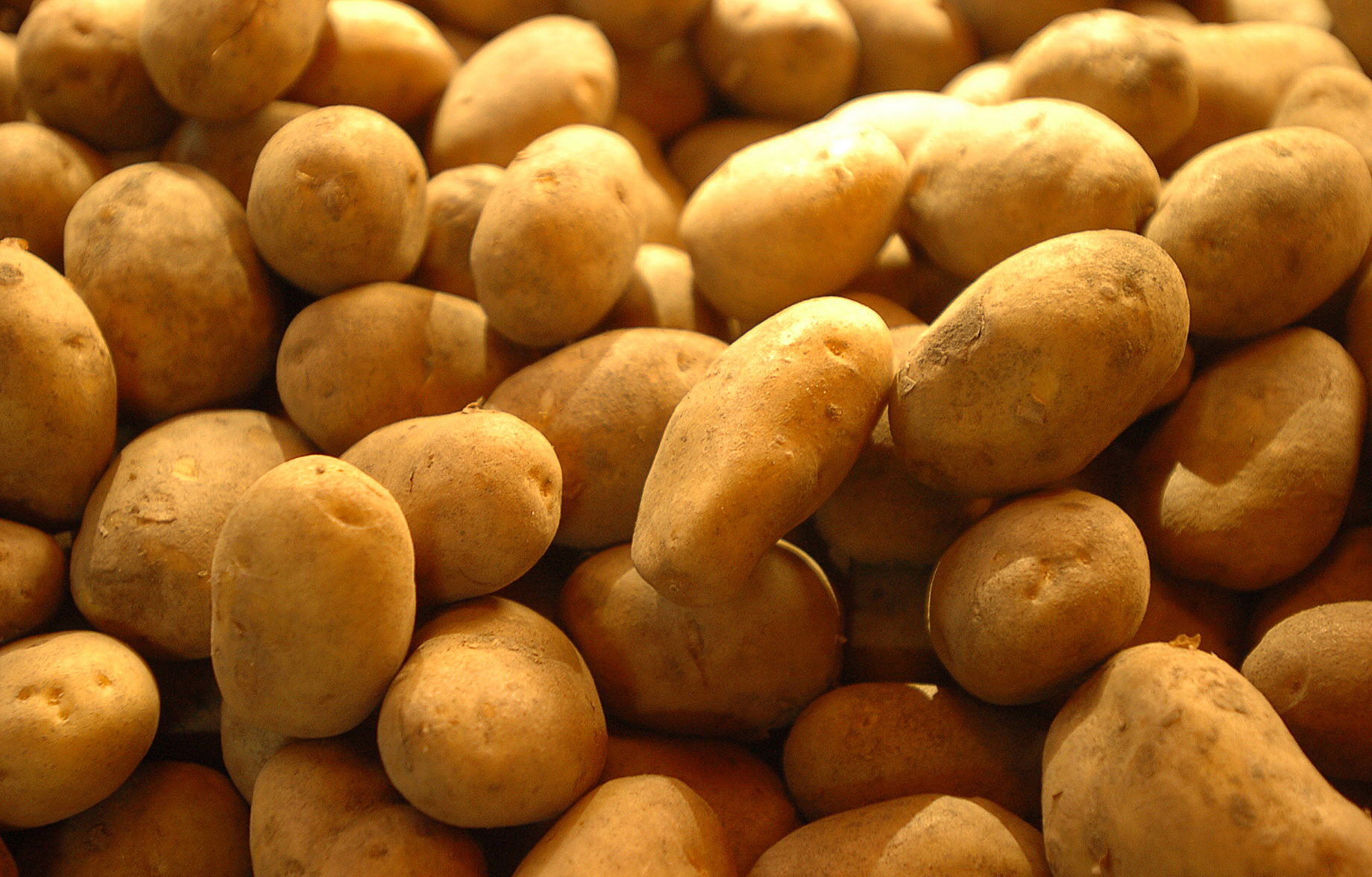 Speisekartoffeln vom Märkischen Kartoffelhof